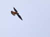 American Kestral